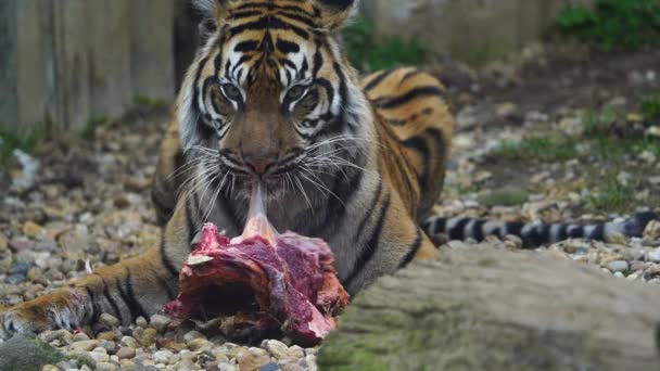 Vídeo Tigre Sumatra Zoológico — Vídeos de Stock