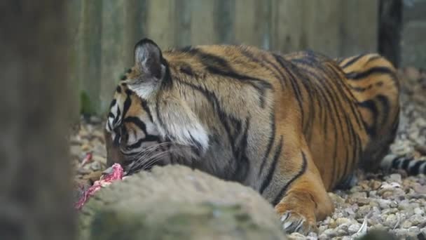 Vídeo Tigre Sumatra Zoológico — Vídeos de Stock