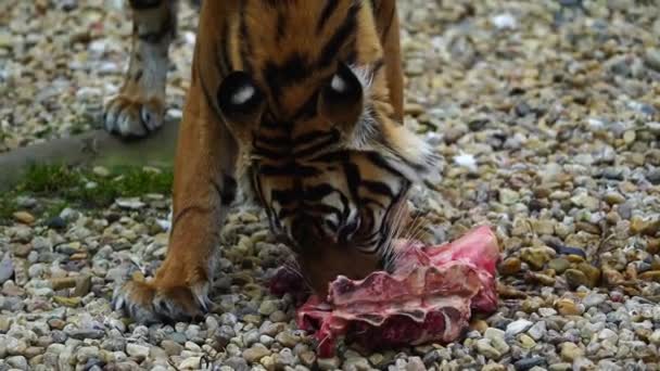 动物园一只苏门答腊虎的视频 — 图库视频影像