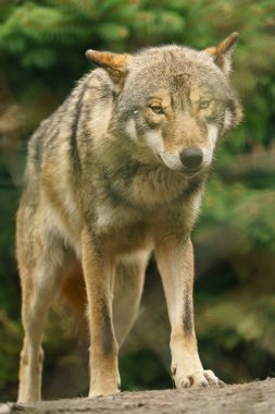 Grey wolf in zoo