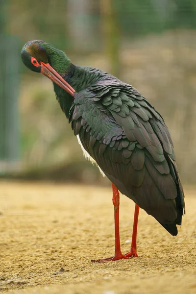 Black Stork Nearby Pond — Stock Photo, Image