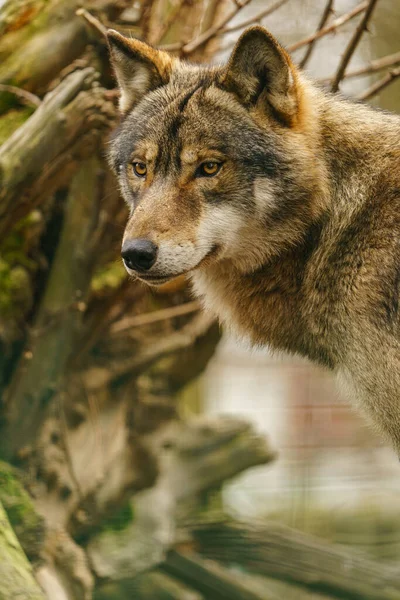 Grey Wolf Zoo — Stockfoto