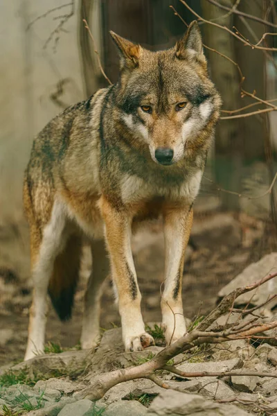 动物园里的灰狼 — 图库照片