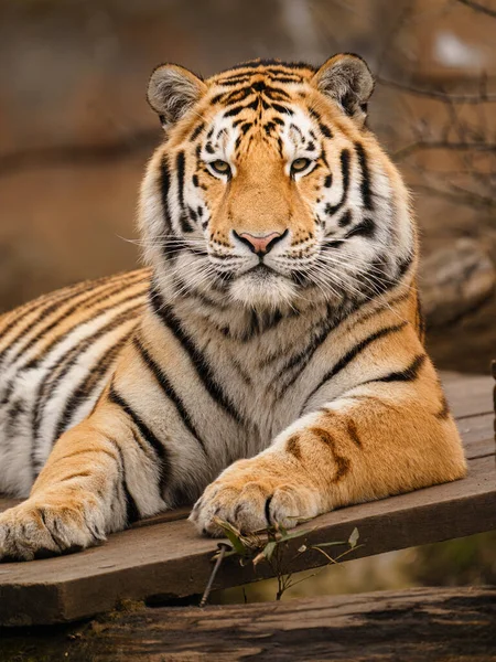 Сибирский Тигр Зоопарке — стоковое фото