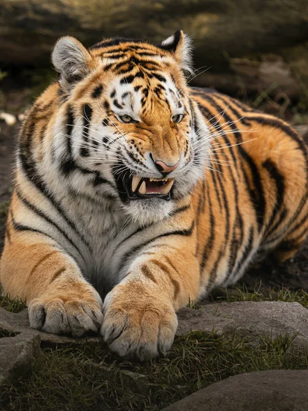 Tigre Siberiana Nello Zoo — Foto Stock