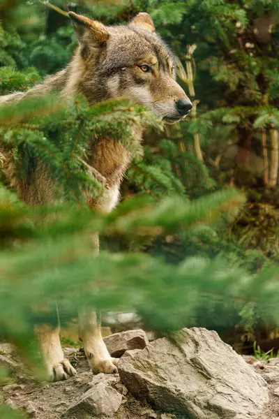 Grey Wolf Zoo — Stok fotoğraf