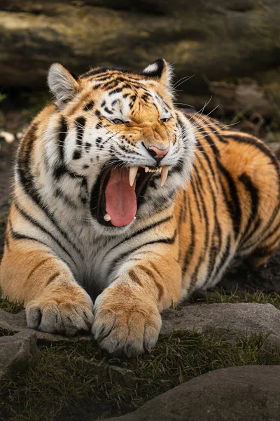 Tigre Siberiano Zoológico — Fotografia de Stock