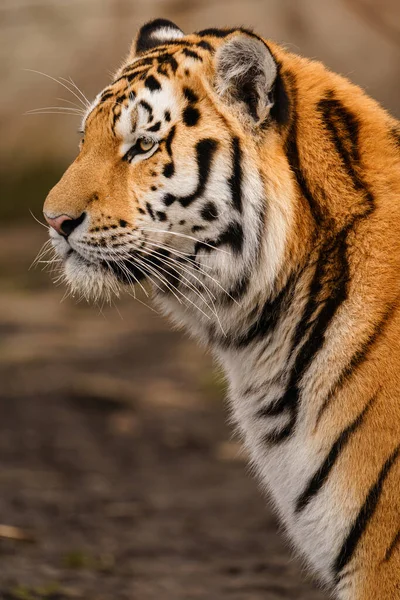 Tygrys Syberyjski Zoo — Zdjęcie stockowe