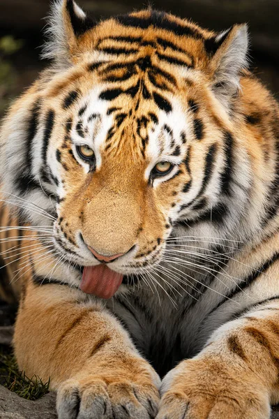 Szibériai Tigris Állatkertben — Stock Fotó