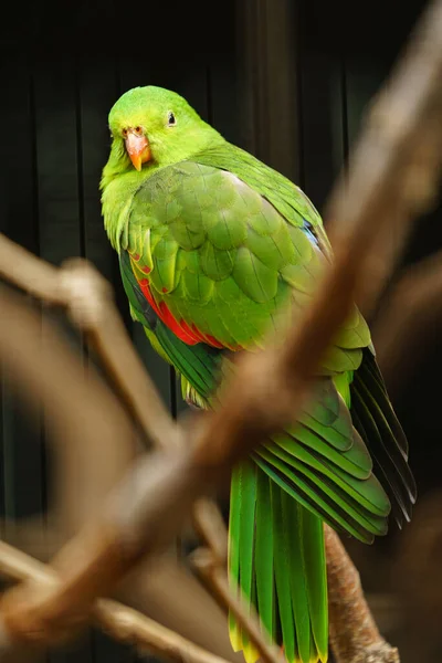 Vörös Szárnyú Papagáj Állatkertben — Stock Fotó