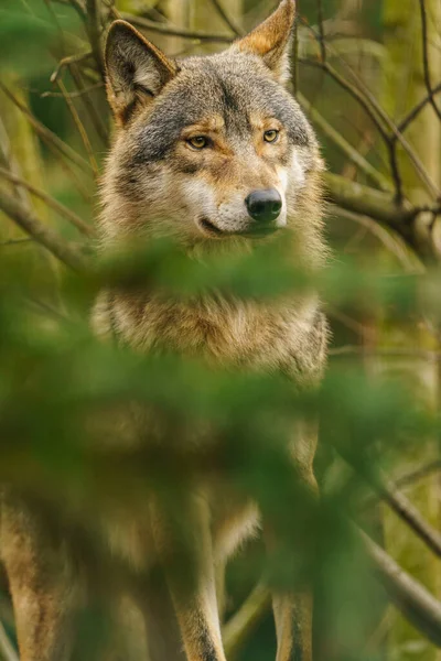 动物园里的灰狼 — 图库照片