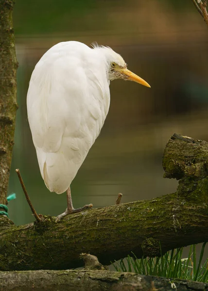 Cattle Egret Zoo — Stockfoto