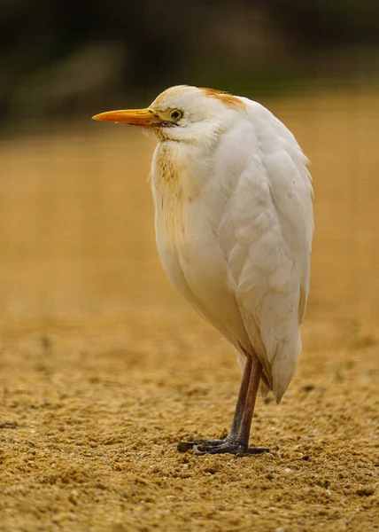Cattle Egret Zoo —  Fotos de Stock