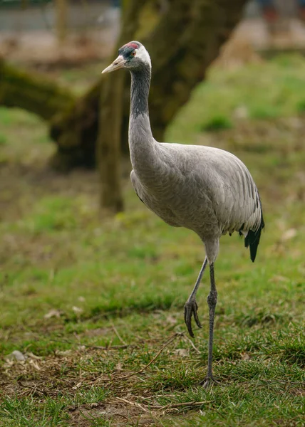 Common Crane Zoo — Stock Photo, Image