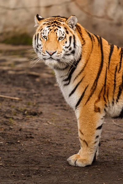 Tygrys Syberyjski Zoo — Zdjęcie stockowe