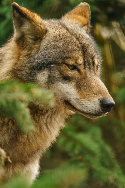 Grey Wolf Zoo — 스톡 사진