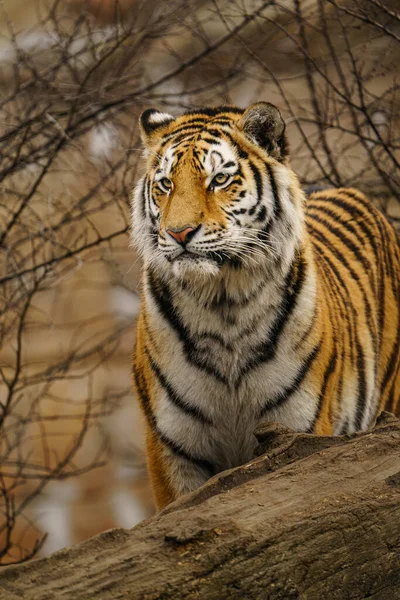 Сибірський Тигр Зоопарку — стокове фото