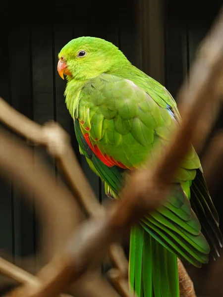Vörös Szárnyú Papagáj Állatkertben — Stock Fotó
