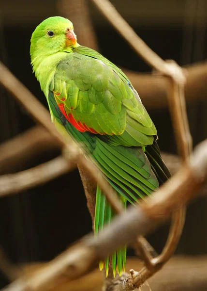 Hayvanat Bahçesinde Kırmızı Kanatlı Papağan — Stok fotoğraf