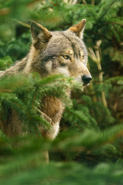 Grijze Wolf Dierentuin — Stockfoto