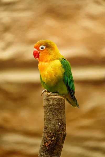 Πουλί Του Φίσερ Στο Ζωολογικό Κήπο — Φωτογραφία Αρχείου