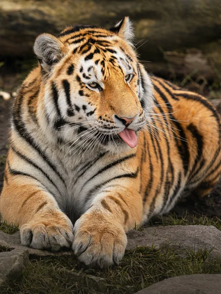 Sibirischer Tiger Zoo — Stockfoto