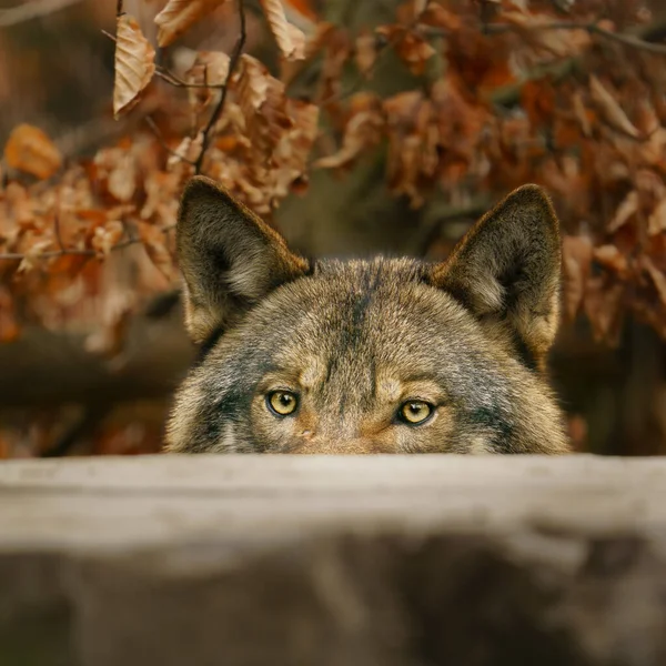 Grey Wolf Zoo —  Fotos de Stock