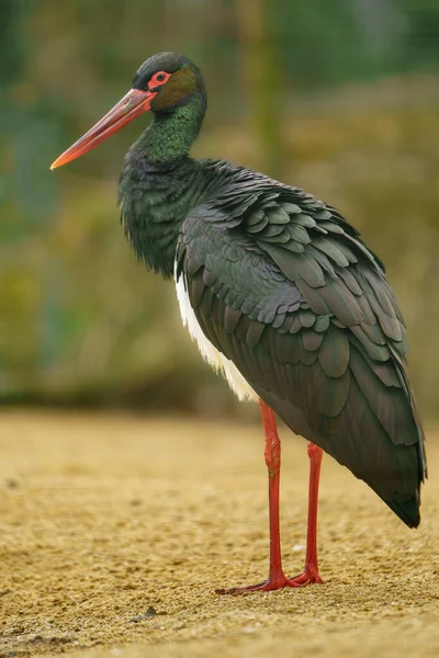 Black Stork Zoo —  Fotos de Stock