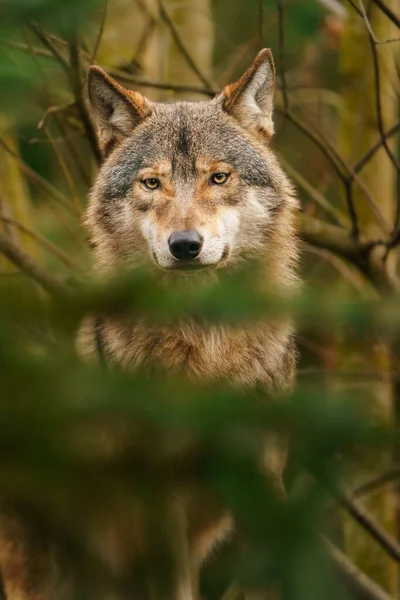 Grey Wolf Zoo — Foto de Stock