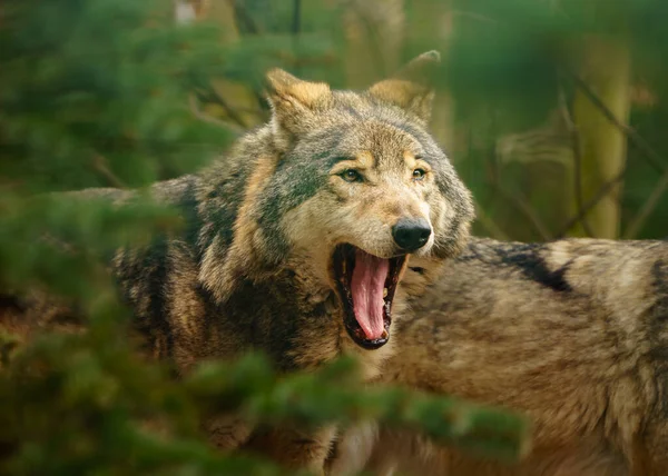 Grey Wolf Zoo — Stockfoto