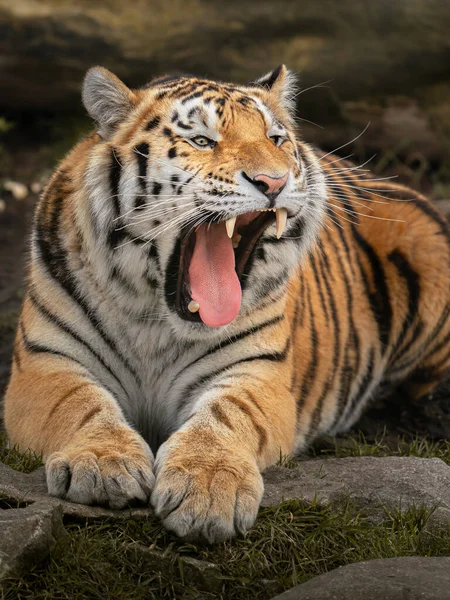 Sibirya Kaplanı Hayvanat Bahçesi — Stok fotoğraf