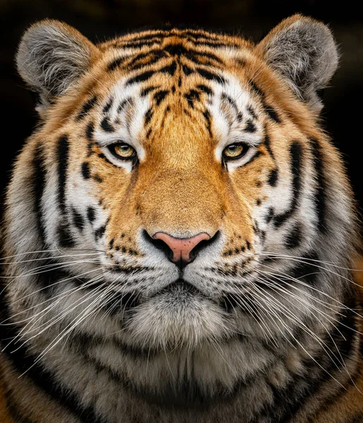 Tigre Sibérie Dans Zoo Photos De Stock Libres De Droits