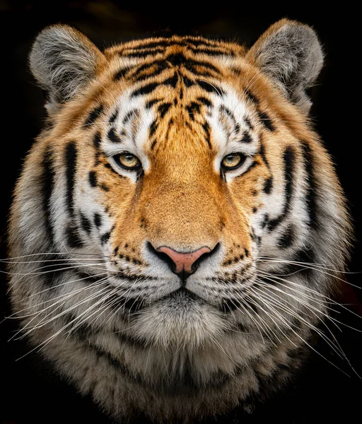 Tigre Siberiano Zoológico Imagen De Stock