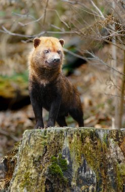 Bush dog in zoo