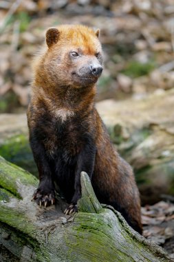 Bush dog in zoo