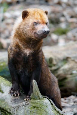 Bush dog in zoo
