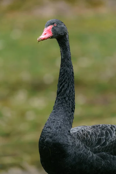 Чёрный Лебедь Зоопарке — стоковое фото