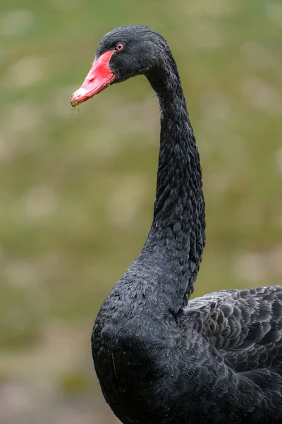 stock image Black swan in zoo