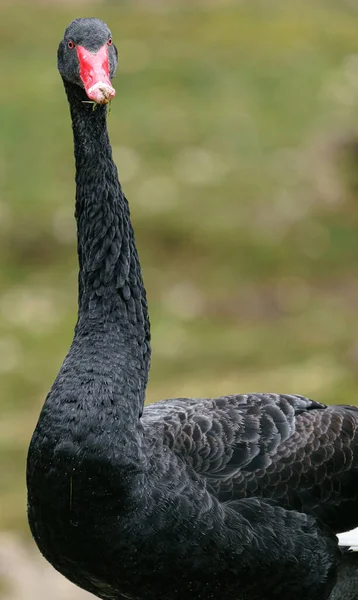 Schwarzer Schwan Zoo — Stockfoto