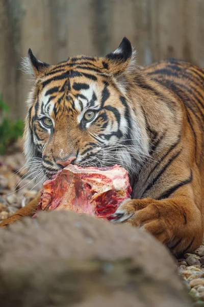 Sumatran Tiger Zoo — Stock Photo, Image