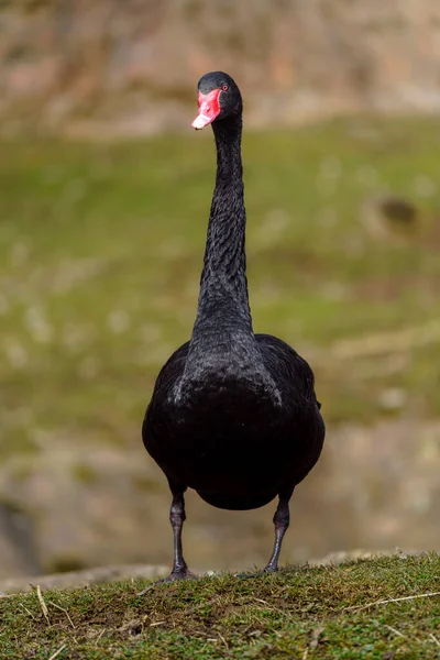 Schwarzer Schwan Zoo — Stockfoto