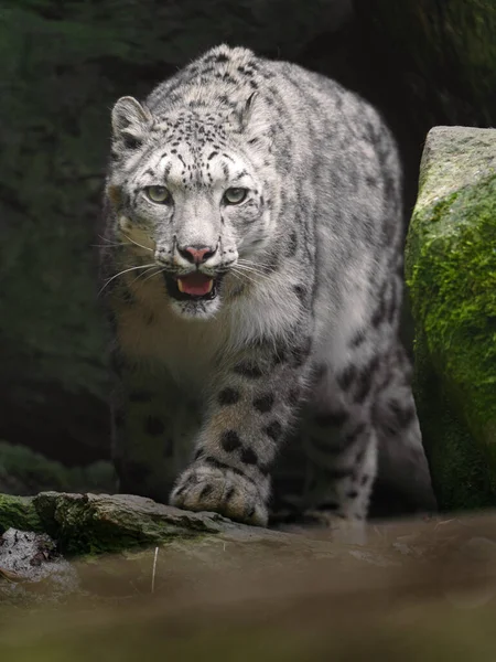 Snow Leopard Zoo — Fotografia de Stock