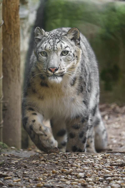 Leopardo Nieve Zoológico —  Fotos de Stock