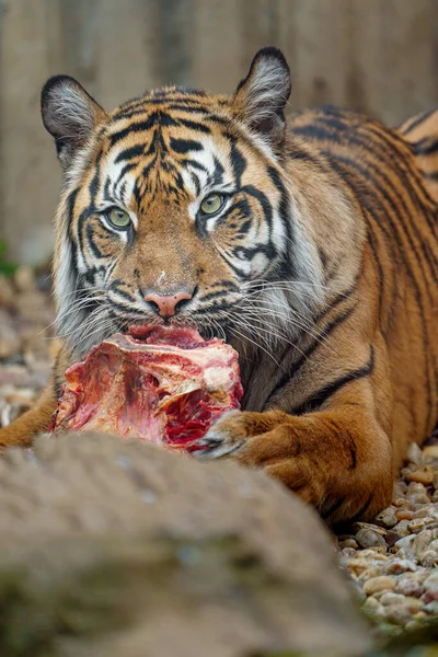 Sumatranský Tygr Zoo — Stock fotografie