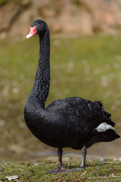 Чёрный Лебедь Зоопарке — стоковое фото