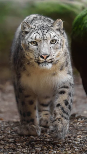 Leopardo Neve Zoológico — Fotografia de Stock