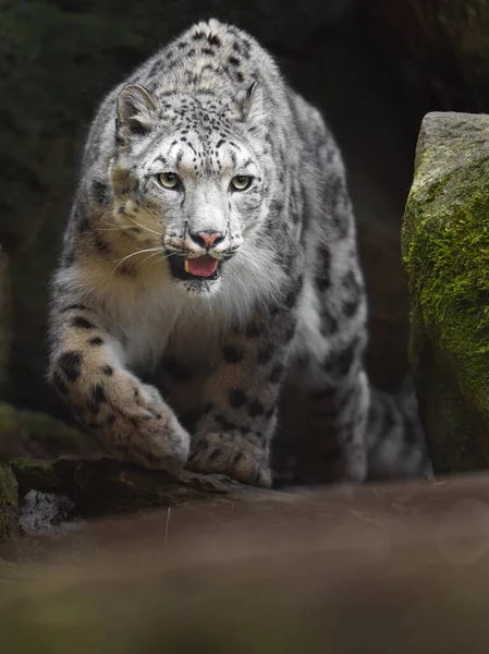 Snö Leopard Djurparken — Stockfoto