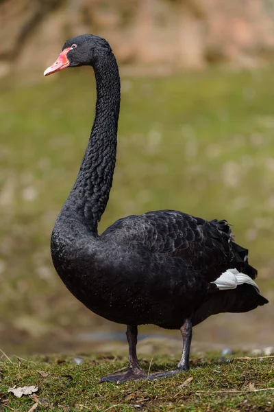 Black Swan Zoo — Zdjęcie stockowe