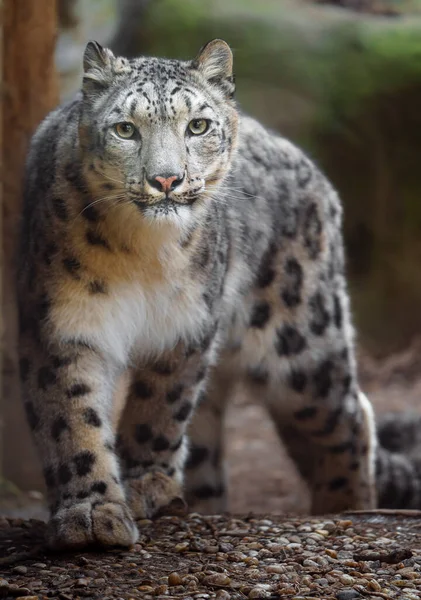 Snow Leopard Zoo — Stok fotoğraf