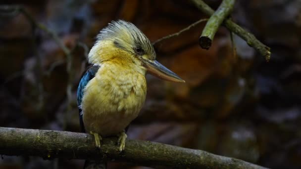 Kék Szárnyú Kookaburra Ágon — Stock videók